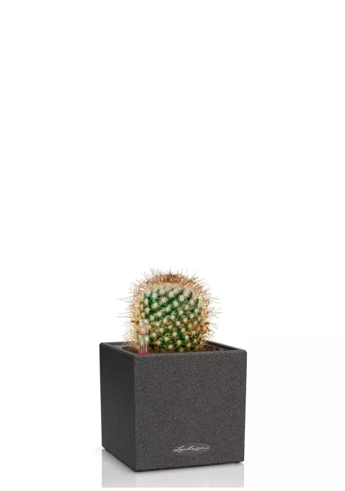 Кактус Маммиллярия Альбиланата 12/20 см в CANTO STONE 14, графитовый черный