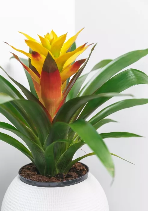 Гузмания Триколор в PURO 20