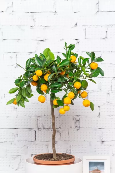 Цитрус в CLASSICO 28