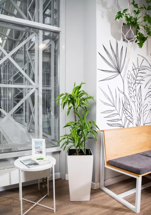 Драцена Лемон лайм 3 ствола в CUBICO 30