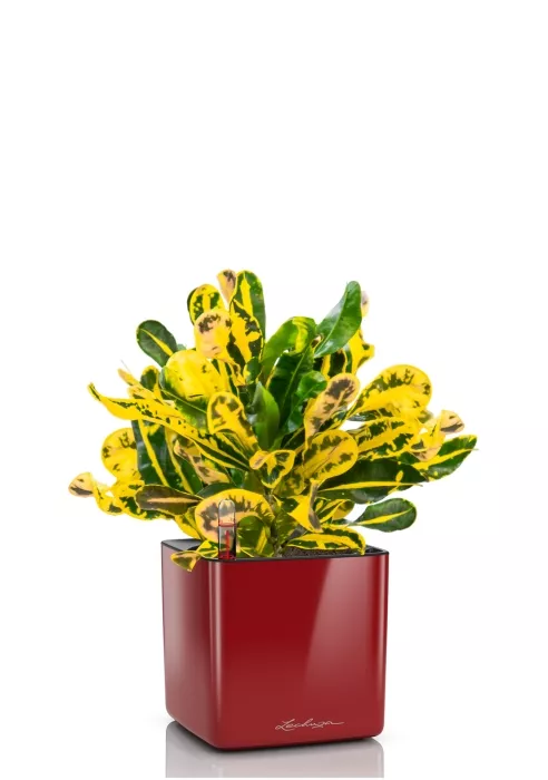 Кротон Еллоу в CUBE Glossy 14, ярко-красный блестящий