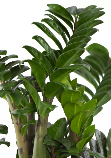 Замиокулькас Зензи в BALCONERA COLOR 80