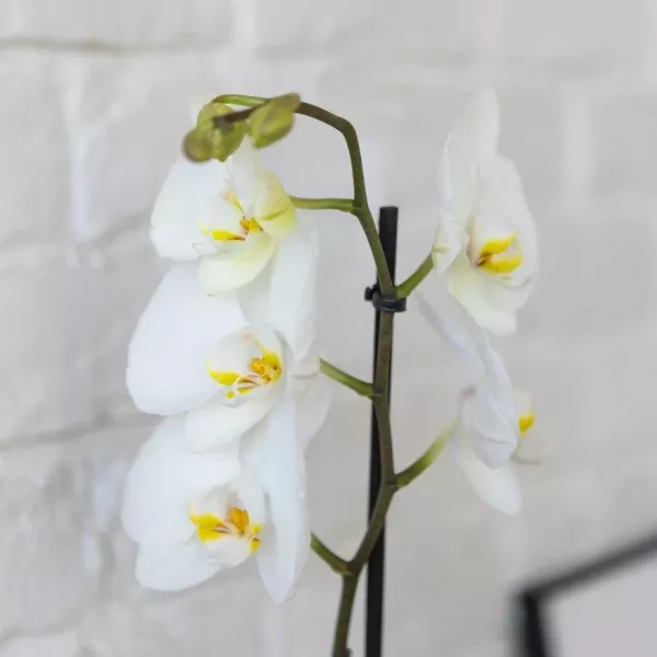 Орхидея Фаленопсис Кембридж белая 12/70 см