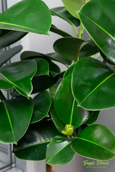 Фикус Эластика Робуста на штамбе в CLASSICO 35