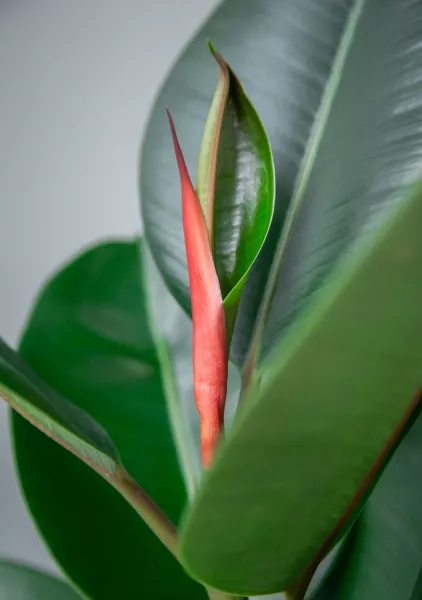 Фикус Эластика Робуста 3 ствола 35/200 см в LAMELA Finezja 40x40