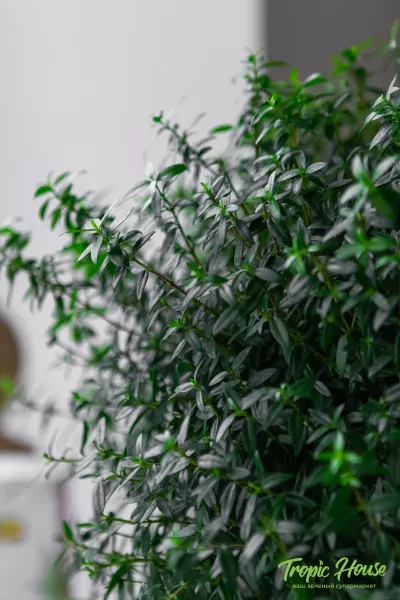 Мирт в CILINDRO 32