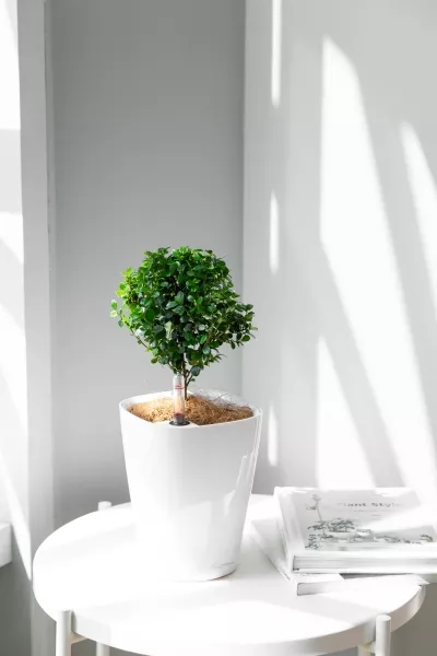 Мирсина в MINI-DELTINI 10