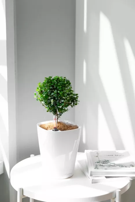 Мирсина в MINI-DELTINI 10