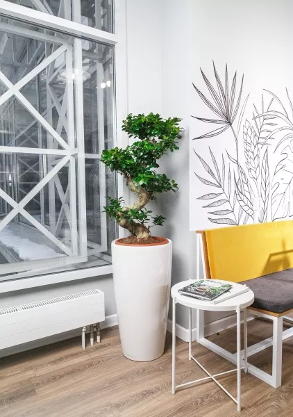 Фикус Микрокарпа бонсай в RONDO 40