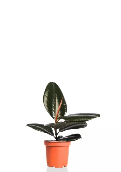 Фикус Эластика Абиджан 12/35 см