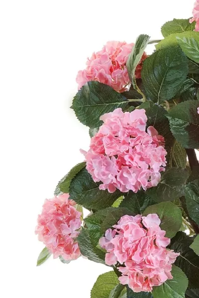 Гортензия куст Макси розовый в горшке