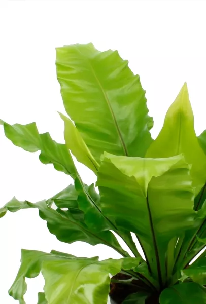 Асплениум Нидус в CUBICO COLOR 22