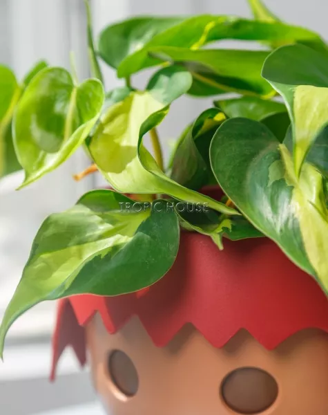 Филодендрон Бразил OJO 25 см