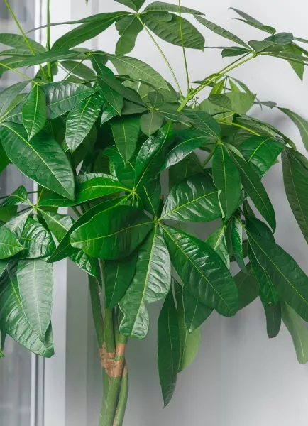 Пахира Акватика 27/160 см