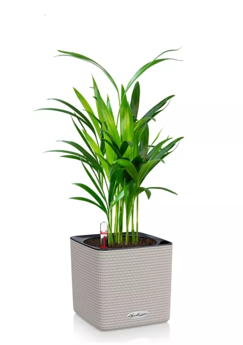 Хризалидокарпус в CUBE COLOR 14, песочно-коричневый