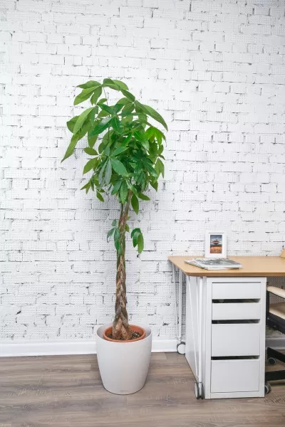 Пахира Акватика косичка 27/130 см