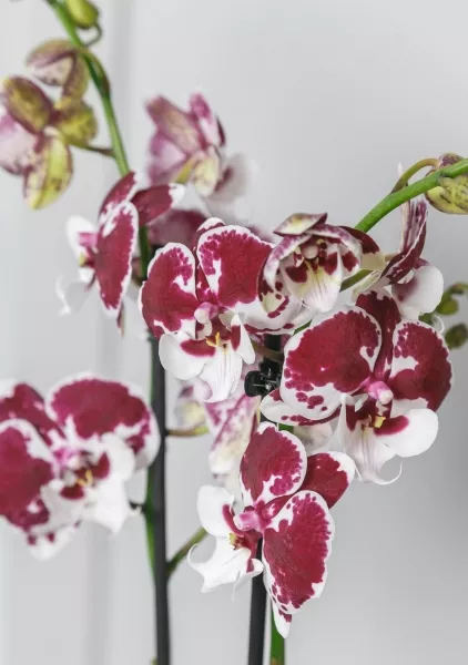 Орхидея Фаленопсис белая пятнистая 12/60 см