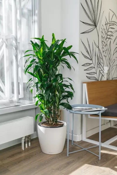 Драцена Джанет Крейг бранч 27/140 см