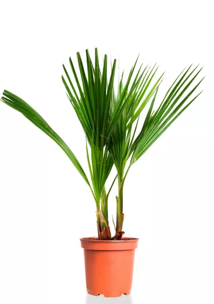 Вашингтония 21/110 см