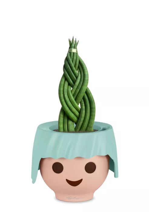 Сансевиерия Цилиндрика Косичка в OJO, голубой