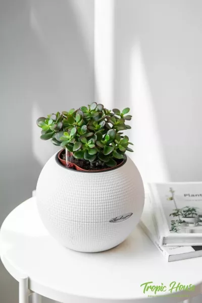 Овата минор в PURO 20