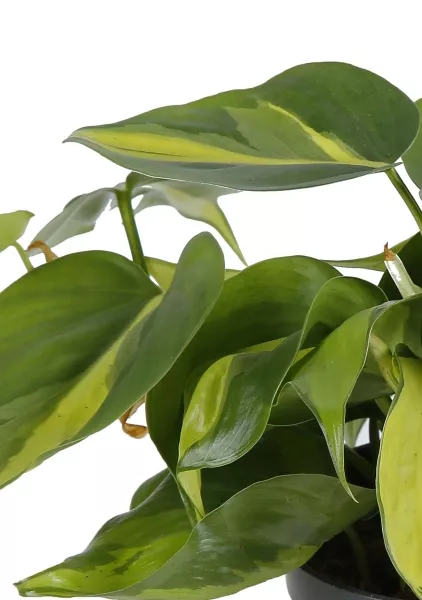 Филодендрон Бразил 12/20 см