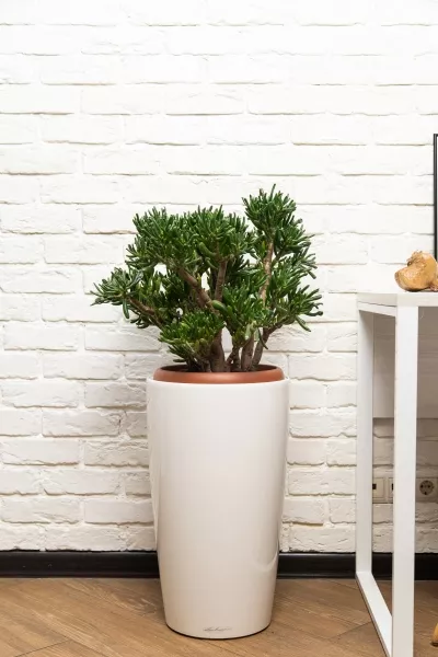 Крассула Хоббит 30/60 см в RONDO 32