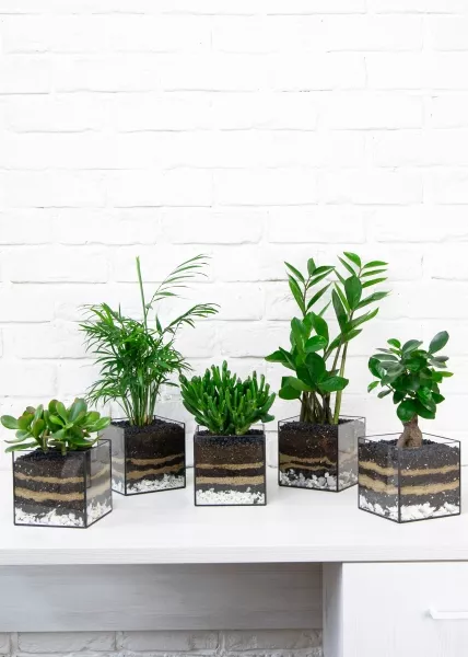 Флорариум с Замиокулькасом 45 см в кубе