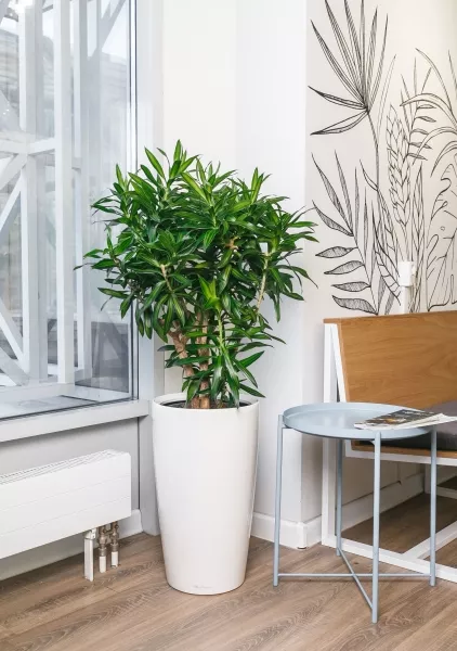 Драцена Песнь Ямайке RONDO 32