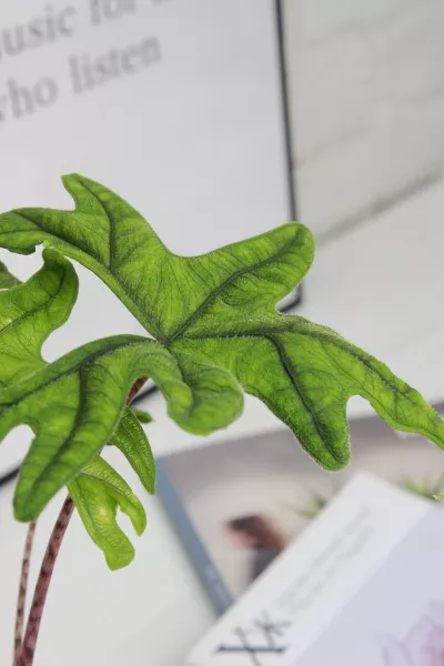 Алоказия Жаклин 12 см в CLASSICO COLOR 18