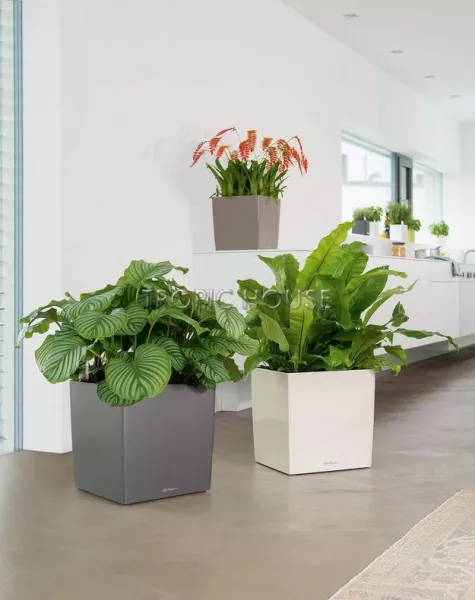 Кашпо LECHUZA CUBE 30х30см