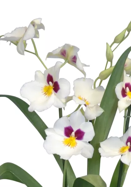 Орхидея Мильтония белая 12/30 см