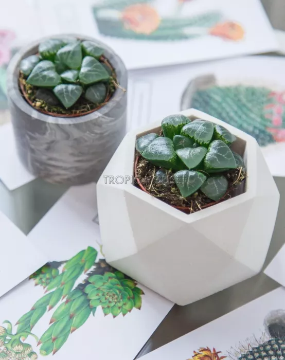 Кашпо бетонное настольное ТН 07