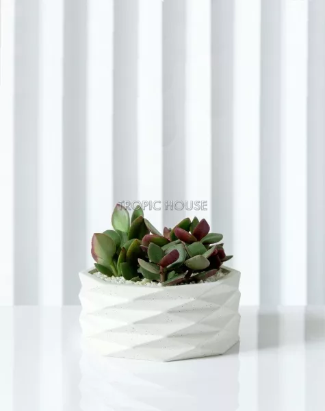 Кашпо Andromeda