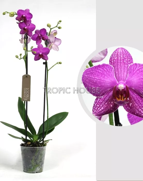 Орхидея Фаленопсис 2 ствола Фуксия 12/60 см