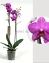 Орхидея Фаленопсис 2 ствола Фуксия 12/60 см