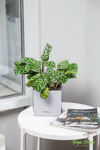 Ктенанта в CANTO STONE 14