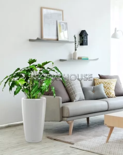 Филодендрон Ксанаду в RONDO 32