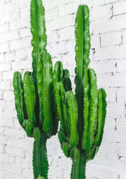 Эуфорбия Ингенс макси 35/160 см