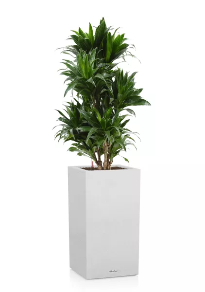 Драцена Компакта бранч в CANTO STONE HIGH 30