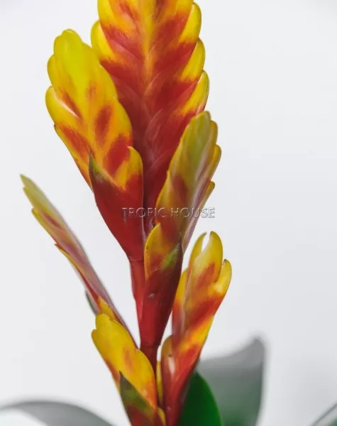 Вриезия желтая в PURO 20