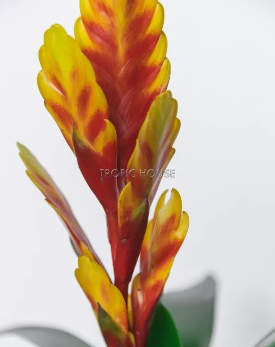 Вриезия желтая в PURO 20