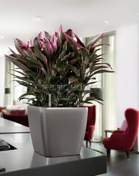 Кашпо LECHUZA QUADRO LS 28х26 см