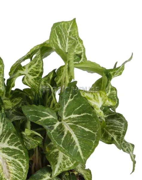 Сингониум в DELTA 20