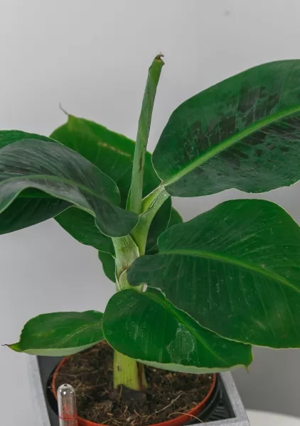 Банан в CANTO STONE 14