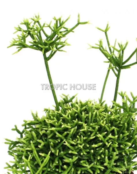 Рипсалис в DELTA 20