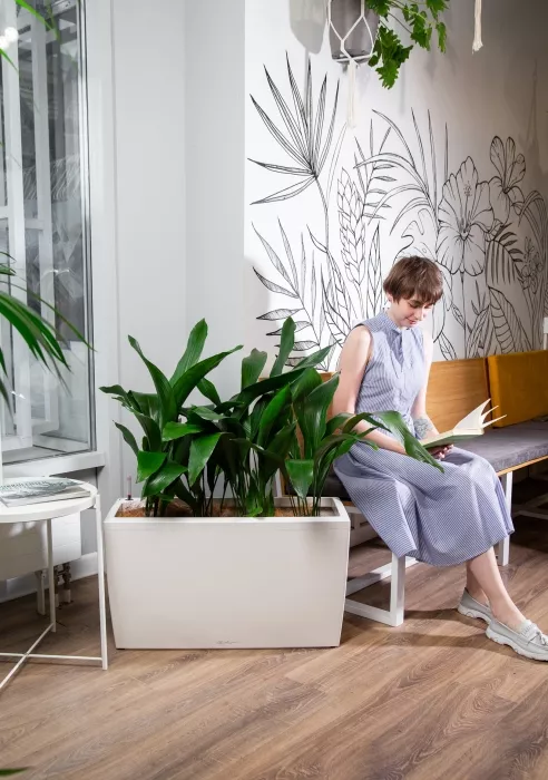 Аспидистра в CARARO 75