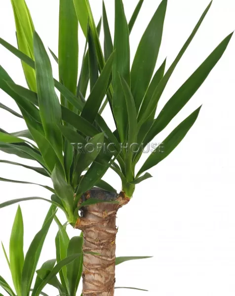 Юкка в CLASSICO LS 21