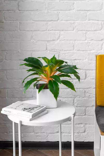 Хлорофитум Фаер Флеш в CUBE GLOSSY 14