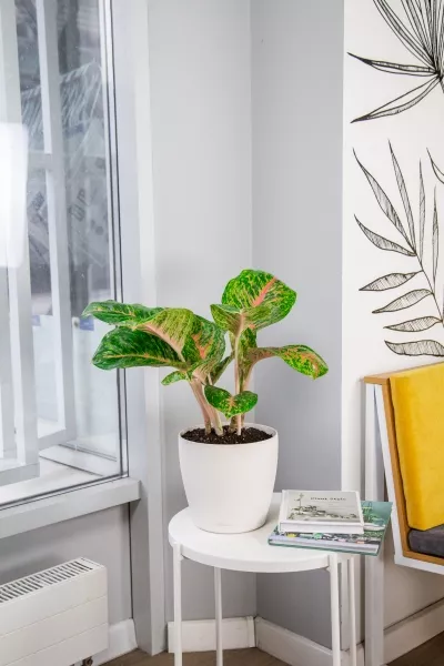 Аглаонема Баттерфляй в CLASSICO COLOR 21